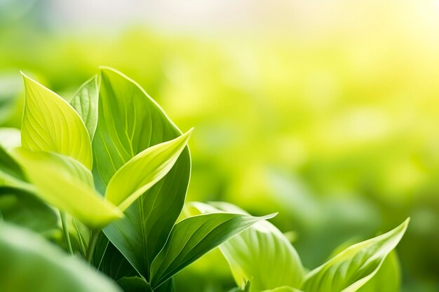 Nature of green leaf in a garden in summer under sunlight spring background