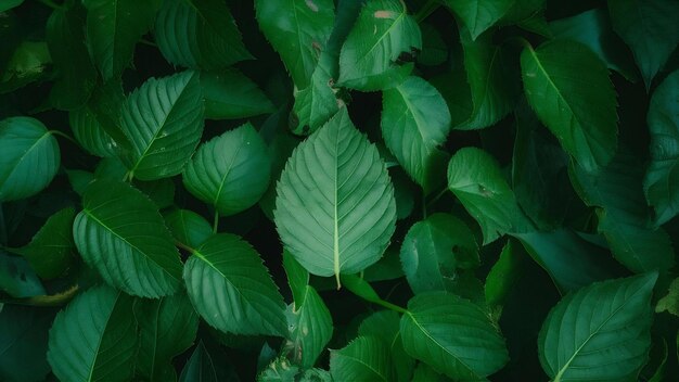 Nature of green leaf in garden at summer