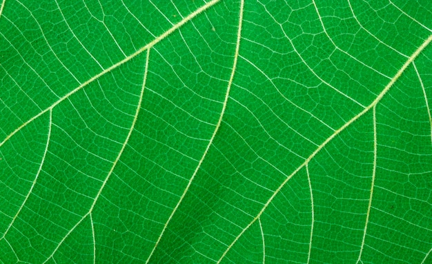 Nature green leaf texture