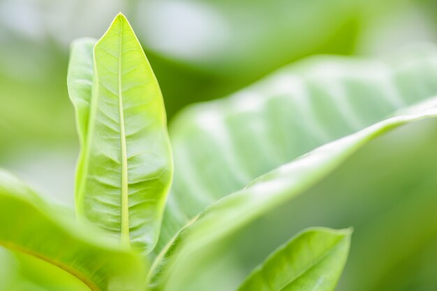 Nature green leaf on tree beautiful soft focus and green blur / Close up leaves in summer garden