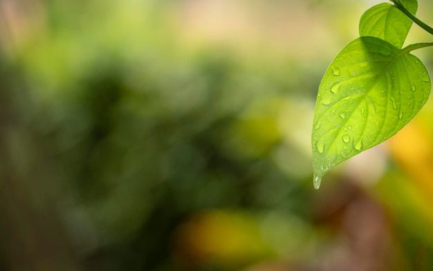 Nature green leaf with water droplets