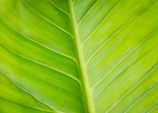 Nature green leaves background