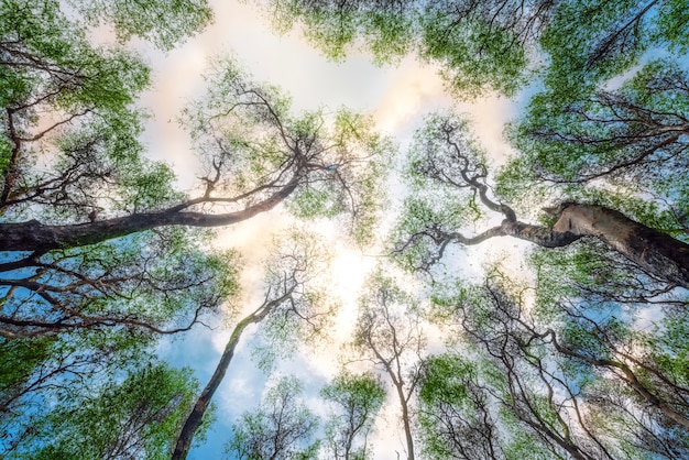 Foglie verdi e cielo della natura