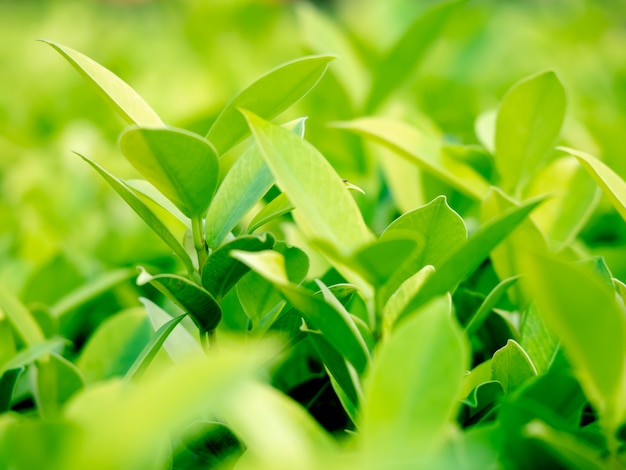 Nature green leaves soft focus 