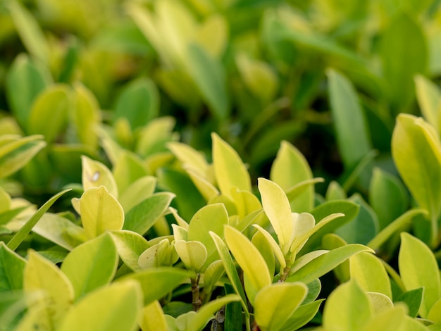 Nature green leaves soft focus 