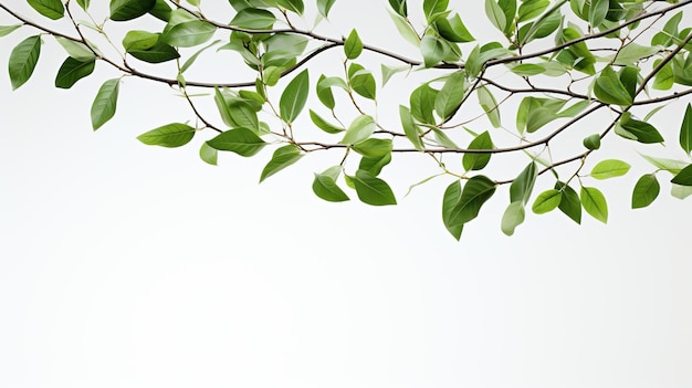 Nature green leaves on white background