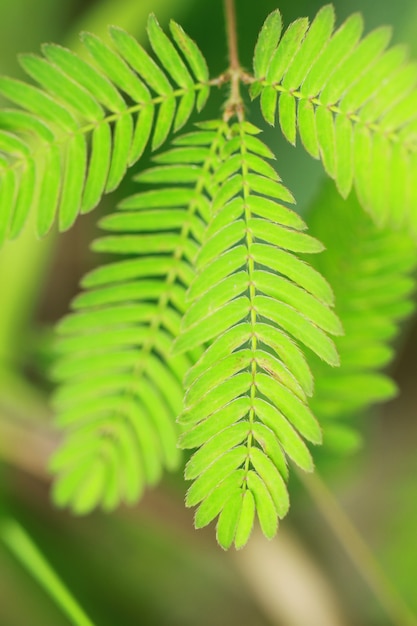 nature green leaves