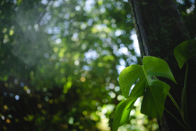 Nature green plant in home garden, summer spring flower and growing floral leaf in environmental