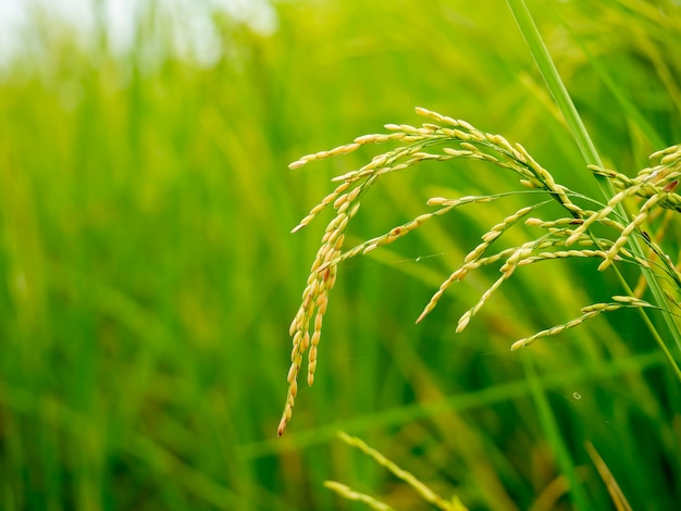 Photo nature green rice field