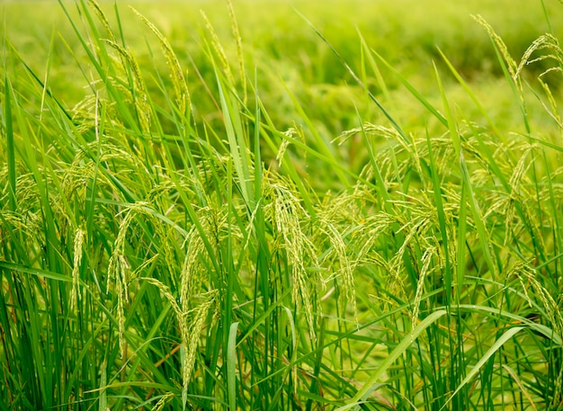 Природа зеленое рисовое поле