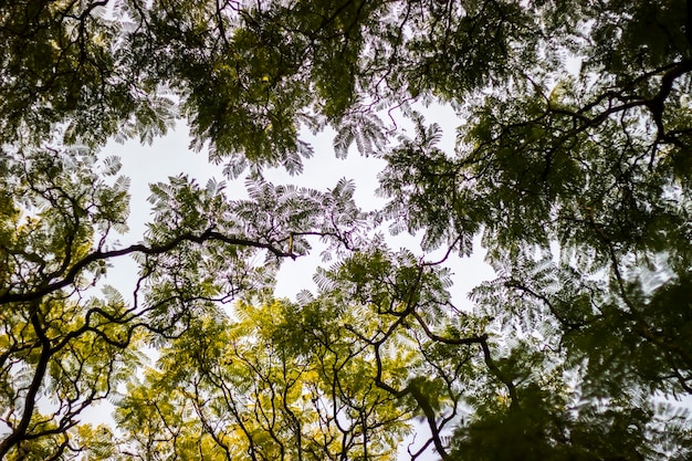 自然の緑の木々 の背景