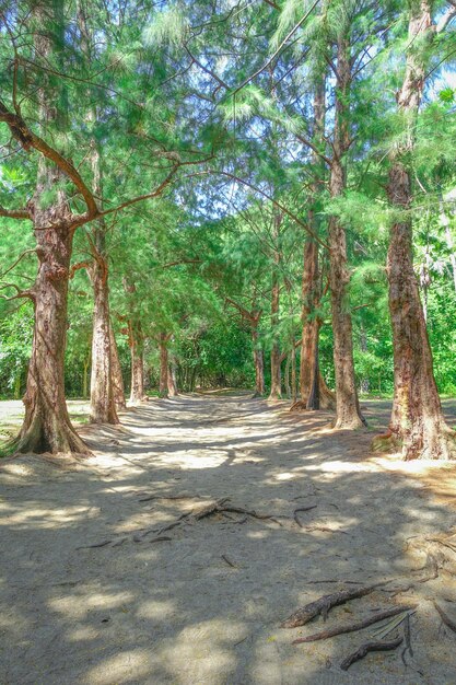 Photo nature green trees 