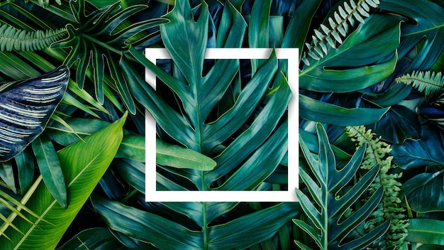 Nature idea and creative layout of white square frame leaves and tropical green leaf Flat lay