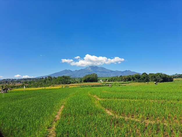 Nature in indonesia