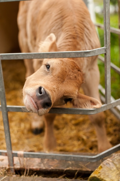 Foto la natura è il suo mondo animale