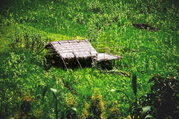 Foto la natura si compiace della semplicità