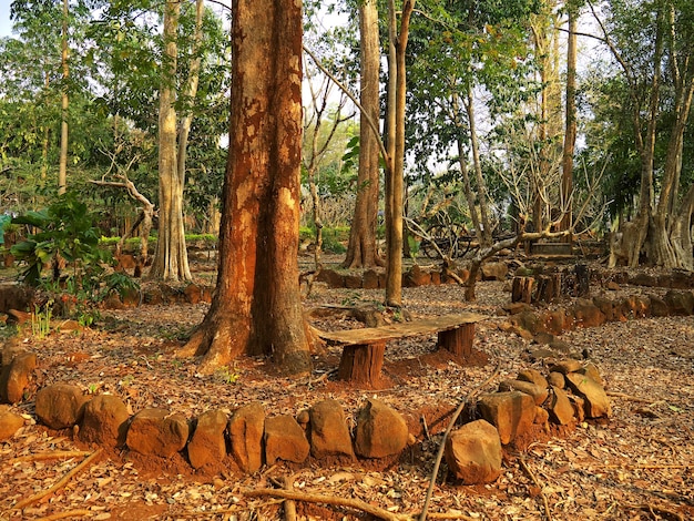 Nature in the jungle Laos