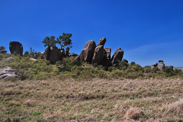 Nature of Kenia and Tanzania Africa