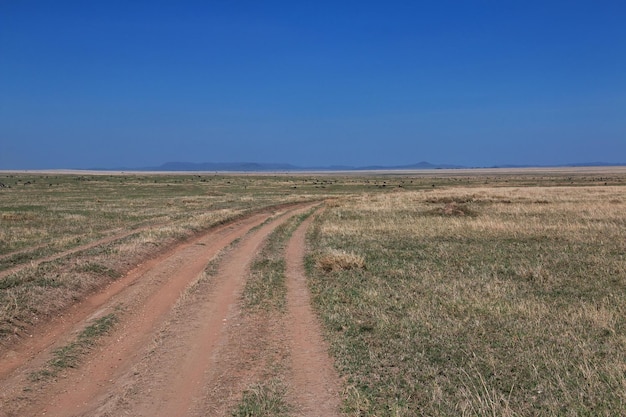 Nature of kenia and tanzania africa