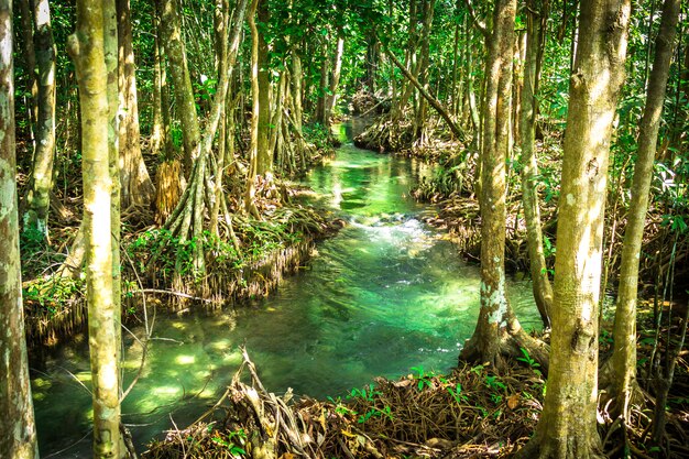 Nature in Krabi, Thailand