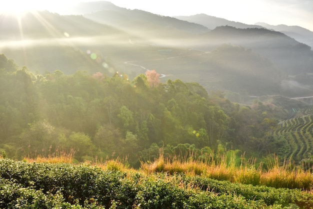 Doi Ang Khang、チェンマイ、タイ、2000年の茶プランテーションの自然景観