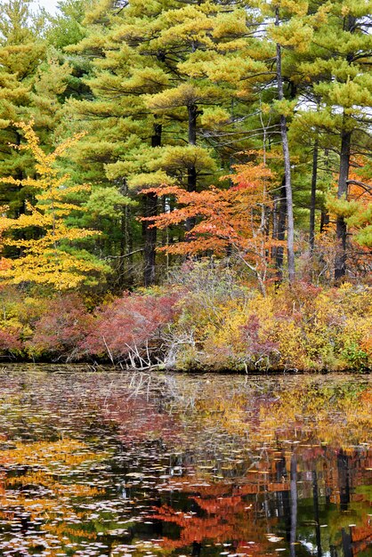 Paesaggio della natura in una giornata autunnale