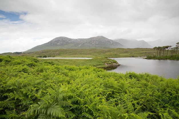 nature and landscape concept - view to to island in lake or river in ireland valley