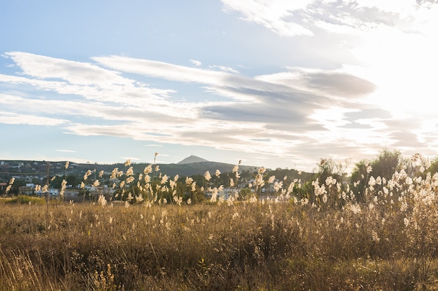 Photo nature and landscape concept - yellow autumn meadow