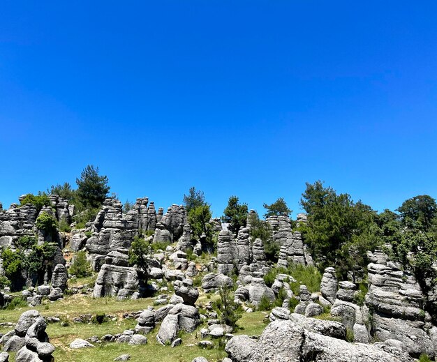 Nature landscape green trees next to stone