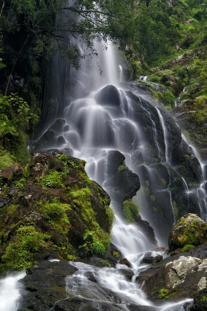 森に隠された滝の自然風景