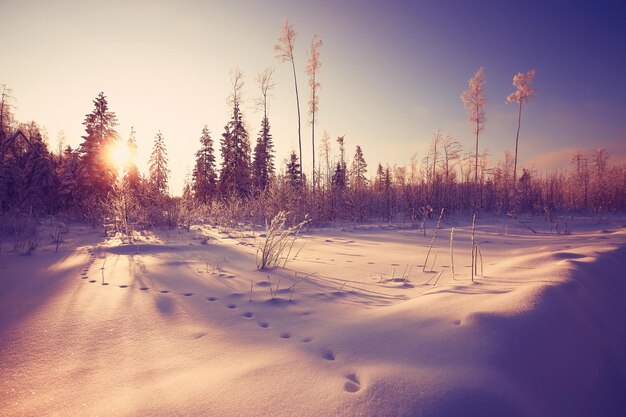 nature landscape winter forest frosted