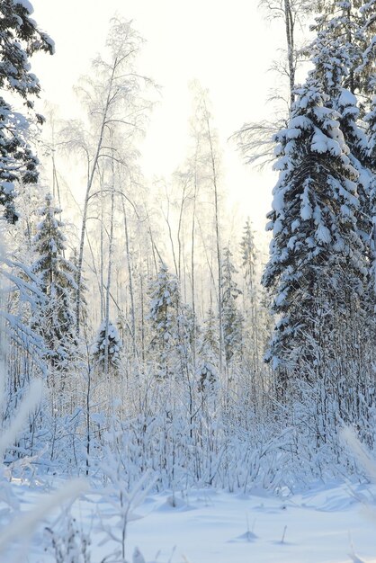 nature landscape winter forest frosted