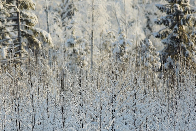 nature landscape winter forest frosted