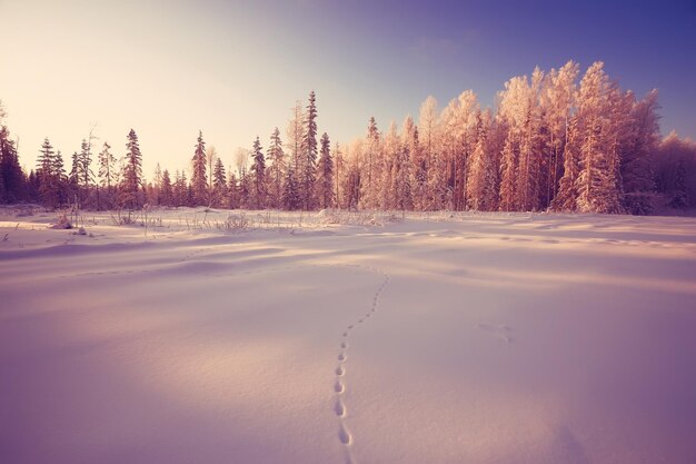 nature landscape winter forest frosted