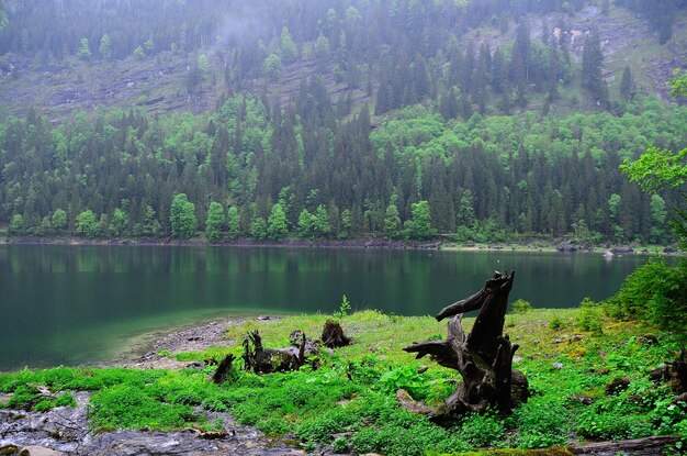 Foto paesaggio naturale con lago