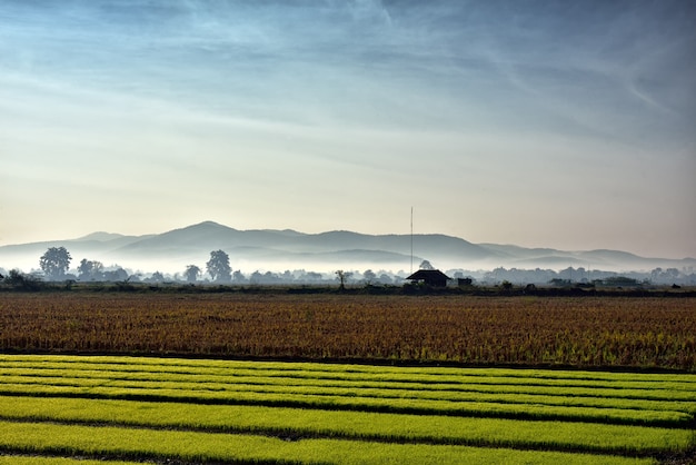 Nature landscape with rice field which has fog covered area