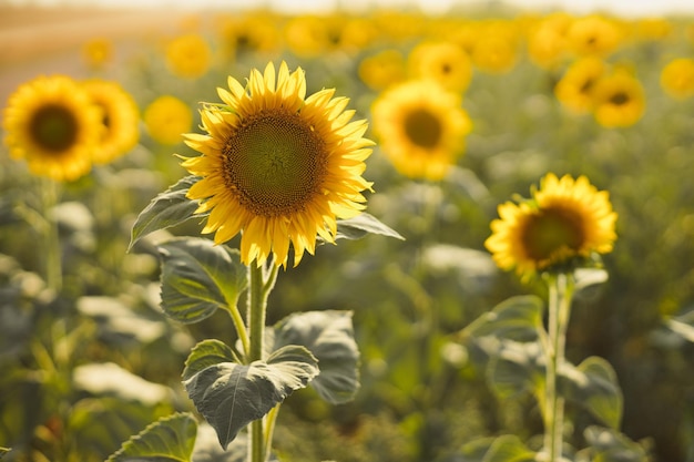 晴れた夏の日の野原に黄色いヒマワリの花と自然の風景