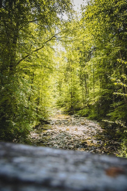 Nature landscape wood therapy concept in the alps River and timberland