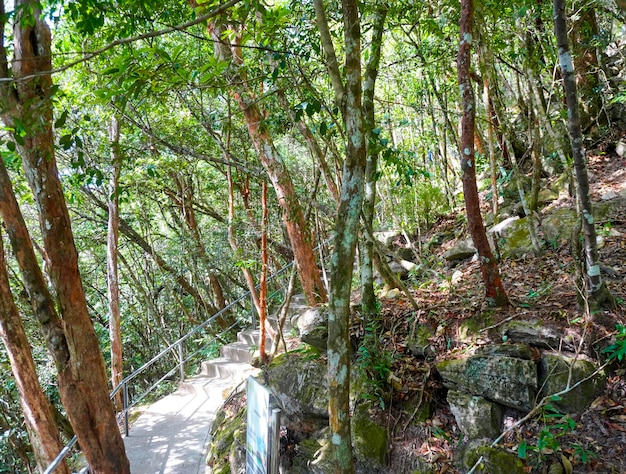 マレーシアのランカウィ島の自然 山々とジャングル