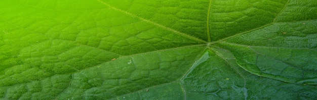 Nature Leaf Background