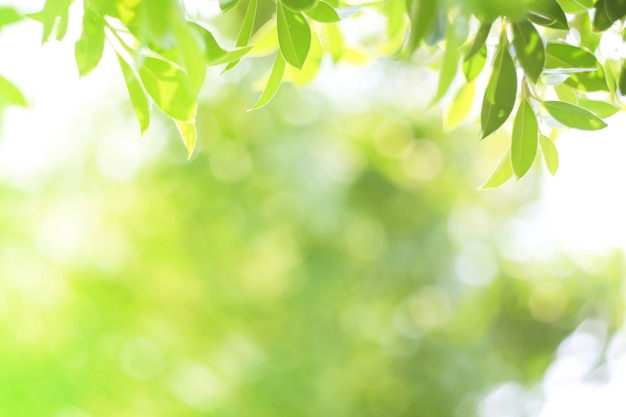 Foto foglia verde della natura nel giardinoconcept foglie organiche ecologia verde e pulita alla luce del sole estiva