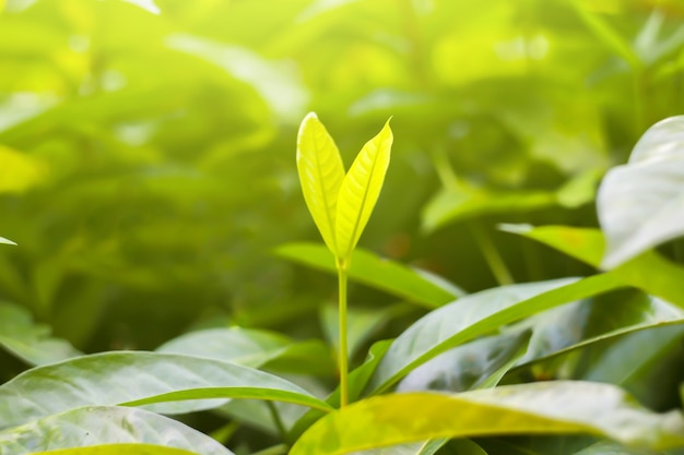 Foto foglia verde della natura nel giardinoconcept foglie organiche ecologia verde e pulita alla luce del sole estiva