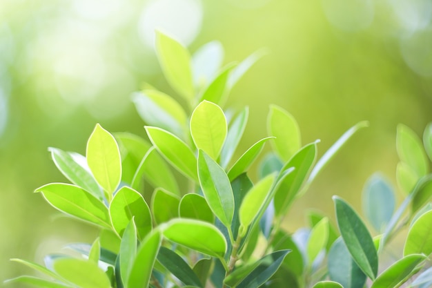 Foto foglia verde della natura nel giardinoconcept foglie organiche ecologia verde e pulita alla luce del sole estiva