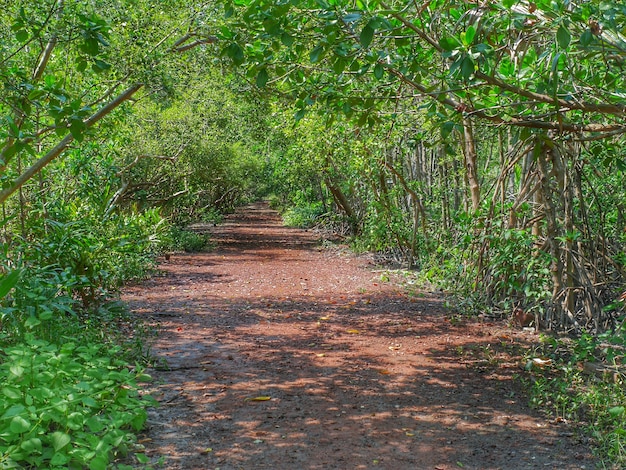 Nature learning path through rhizophora mucronata forest in\
mangrove