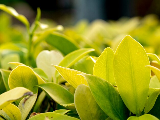 Nature leaves in the garden on soft focus 