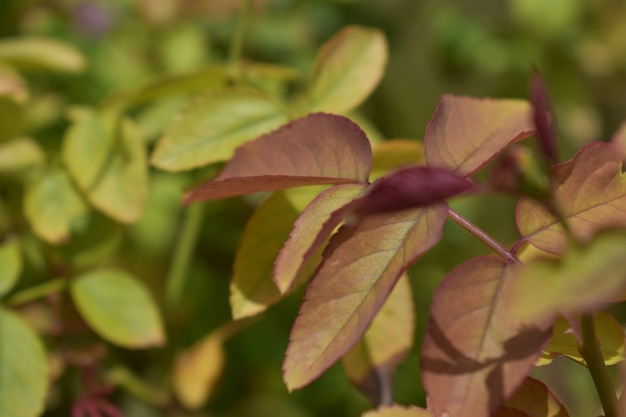 Natura foglie foglia fogliame giardino sfondo carta da parati piante ayurvediche