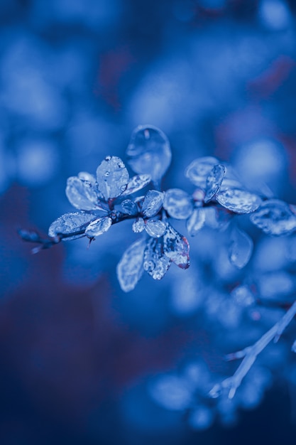 La natura lascia gocce d'acqua tono di colore blu