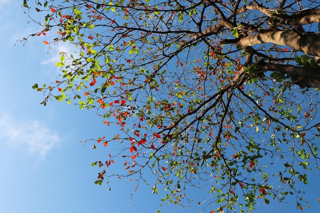 푸른 하늘 배경에 화려한 자연 잎