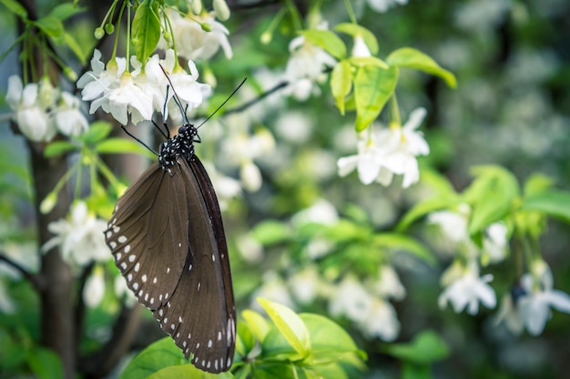 花の上に自然の光の蝶のドロップ、白い蝶の白い花、黒い蝶