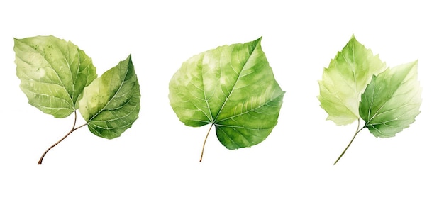 Природа липовый лист акварель ai сгенерированный растение флора фон листья натуральная ботаника природа липовый лист акварель иллюстрация